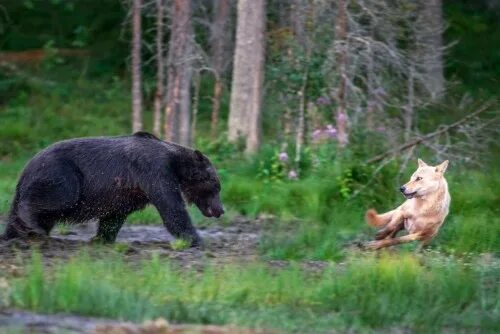 Медвежий волк фото sisterofthewolves on Tumblr - #bears
