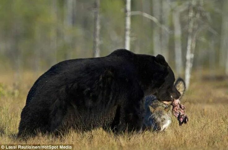 Медвежий волк фото 072.jpg (805 × 530) Bear, Bear images, Bear pictures