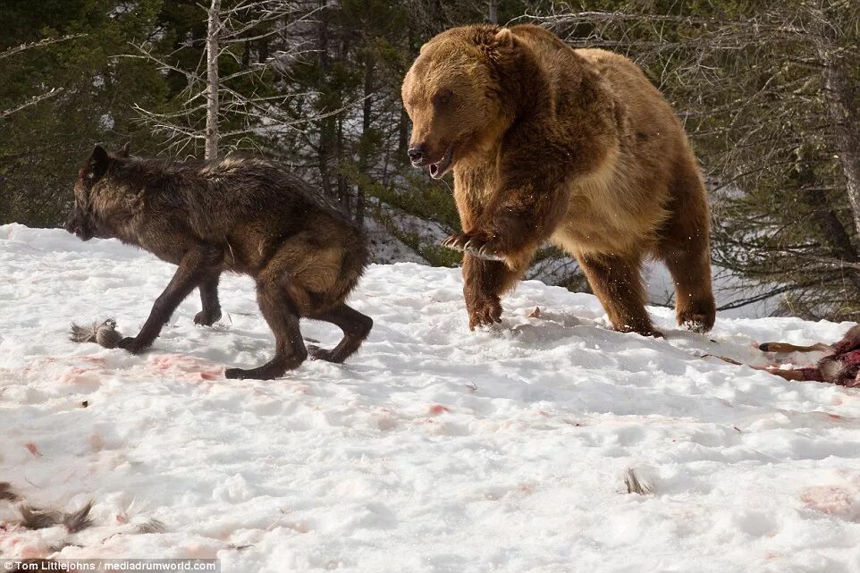 Медвежий волк фото Bear steals deer killed by wolves in Montana Daily Mail Online