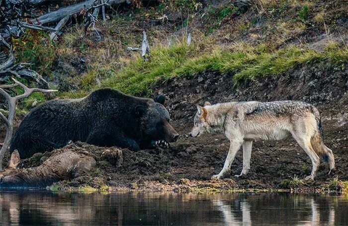 Медвежий волк фото Photographer Captures A Once In A Lifetime Moment Of A Grizzly And Wolf Encounte