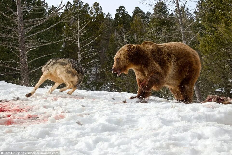 Медвежий волк фото Bear steals deer killed by wolves in Montana Daily Mail Online