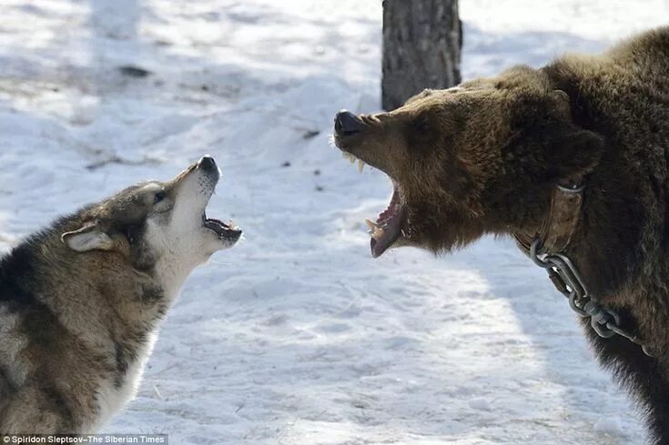 Медвежий волк фото Pin on Wolfs