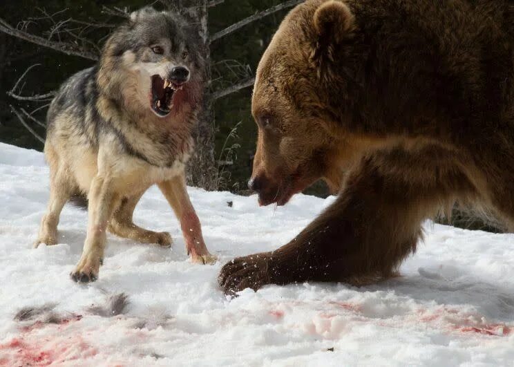 Медвежий волк фото En imágenes: salvaje enfrentamiento captado por una cámara entre un oso pardo gi