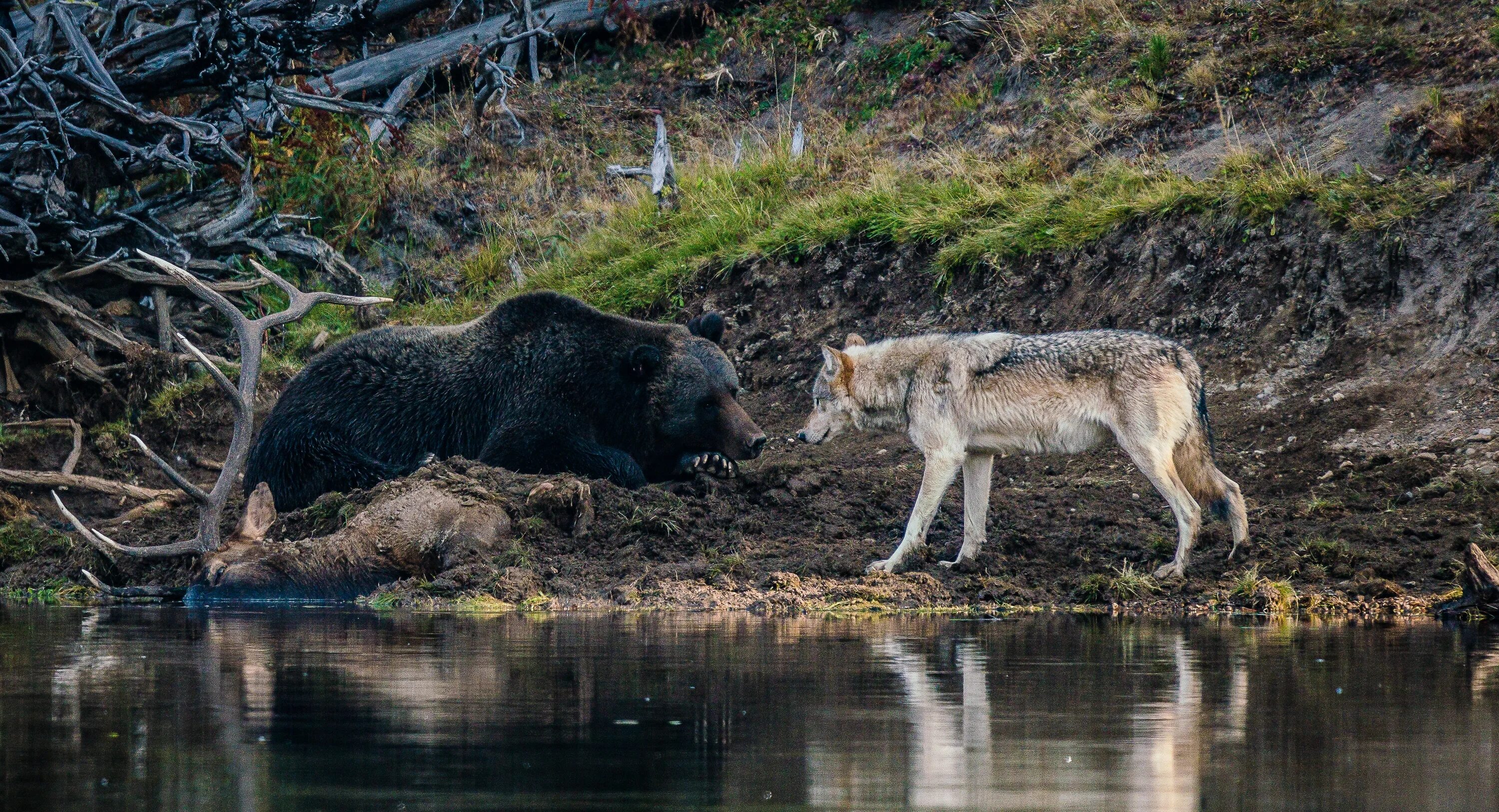 Медвежий волк фото Grizzly bear faces down a hungry wolf trying to steal a kill from under its nose