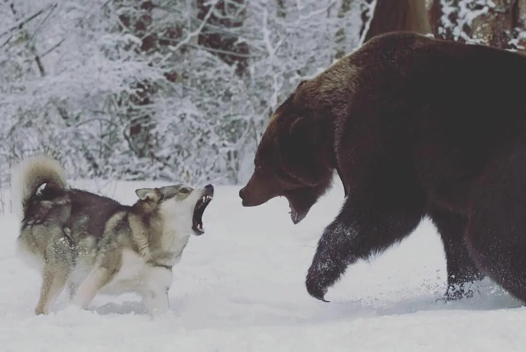 Медвежий волк фото #mood #fight #bear #wolf #nature #beauty Animals beautiful, Animals wild, Wolf p