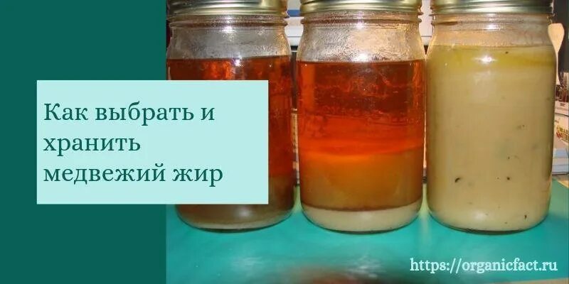 Медвежий жир как выглядит настоящий Медвежий жир - лечебные свойства и противопоказания - Здоровье и красота