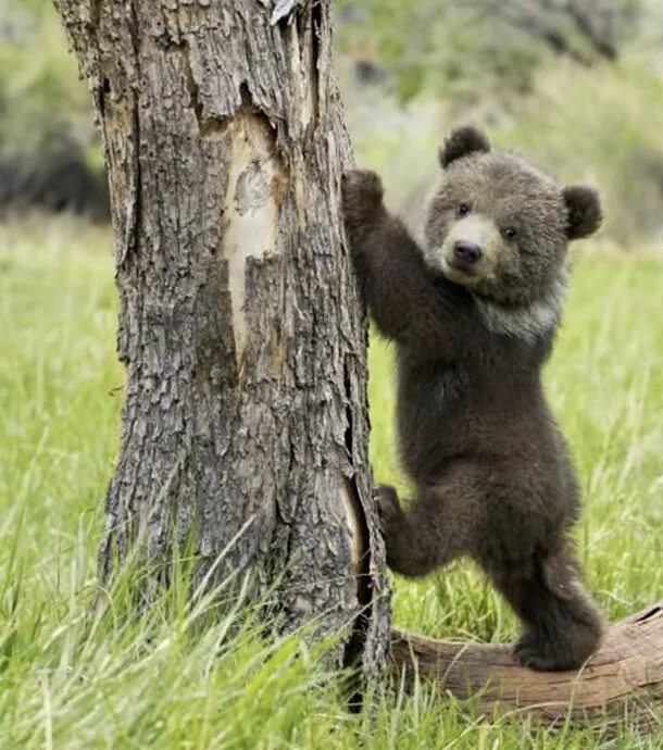 Медвежонок бурого медведя фото Top 10 d’oursons auxquels vous ne pourrez pas résister ! Cute baby animals, Cute