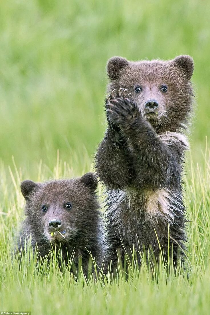 Медвежонок фото животного Peek -a -boo! Bear cubs give the arrival of spring a round of a-PAWS Bear pictur