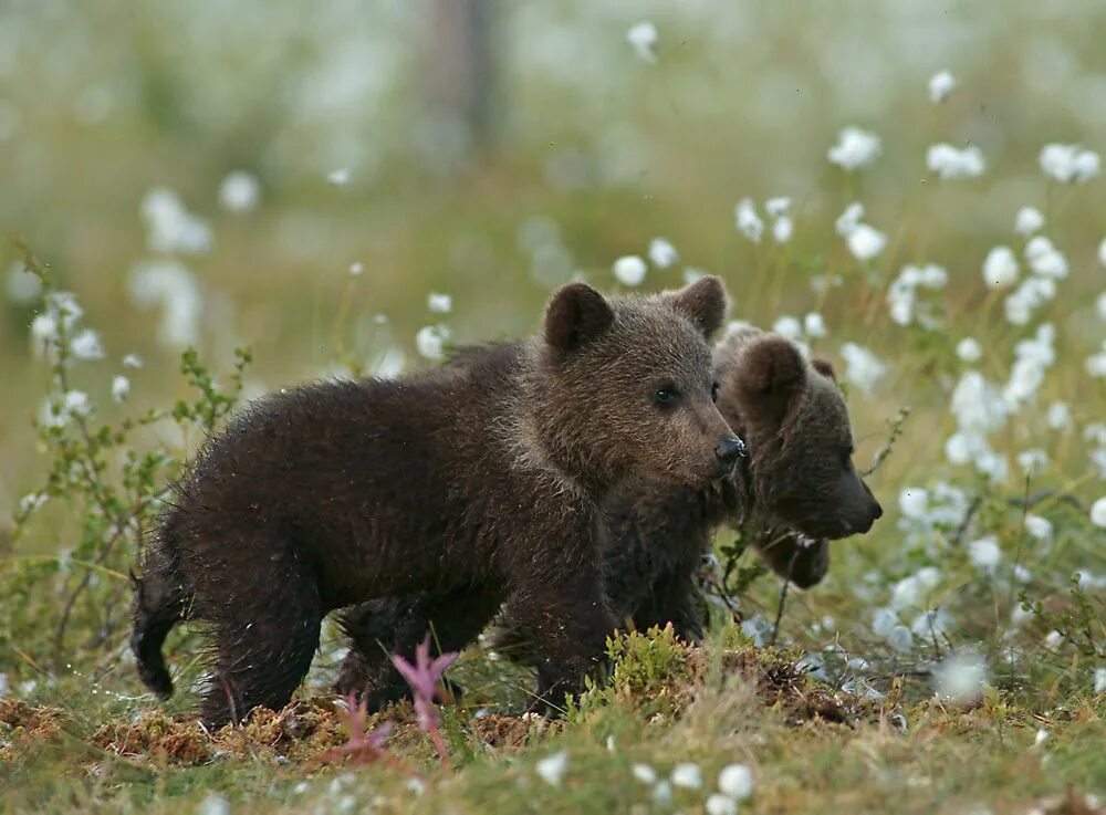 Медвежонок фото животного Anima, animus, animalia Brown bear, Bear cubs, Bear