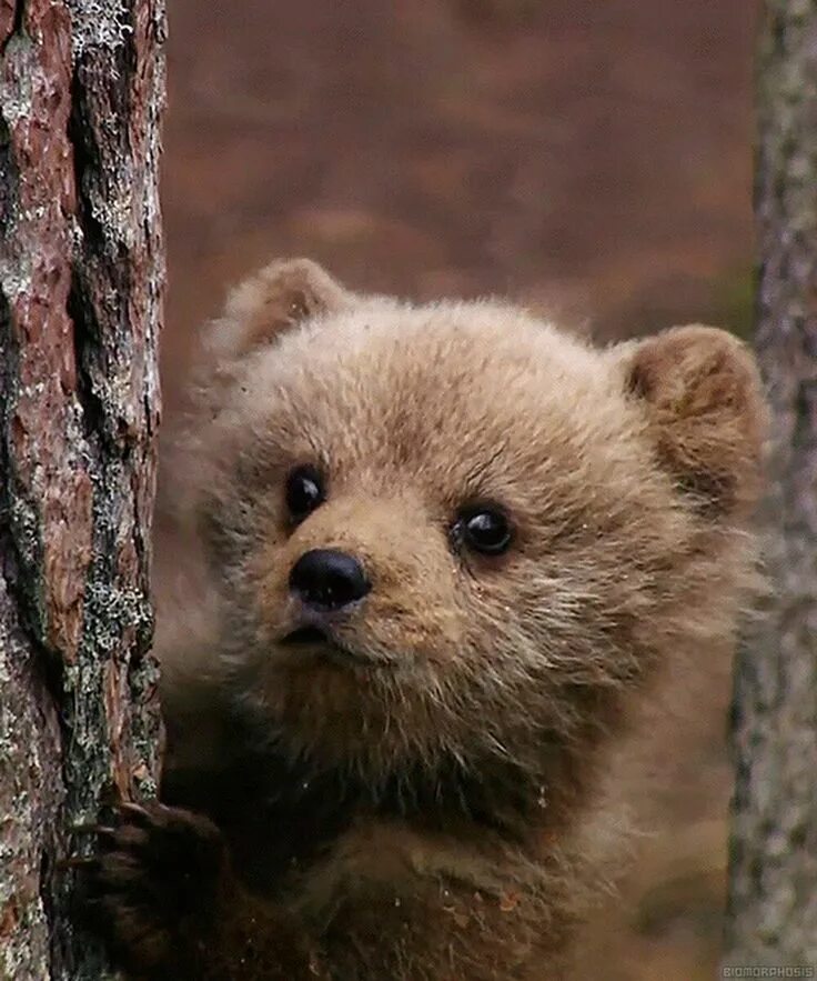 Медвежонок фото животного Pin on Медведи Cute animal pictures, Animals, Brown bear
