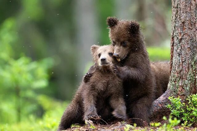 Медвежонок фото животного Eurasian Brown Bear Cubs by Aidan Finn, via Flickr Ursos, Animais, Fofura