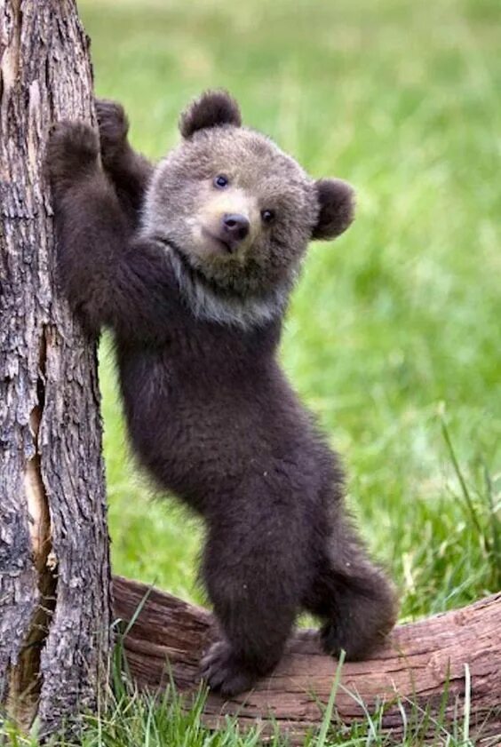 Медвежонок фото животного THE CUMBERSOME BEAR IS ALSO A VERY OPEN ANIMAL - Page 10 of 56 - Sciliy Cute bab