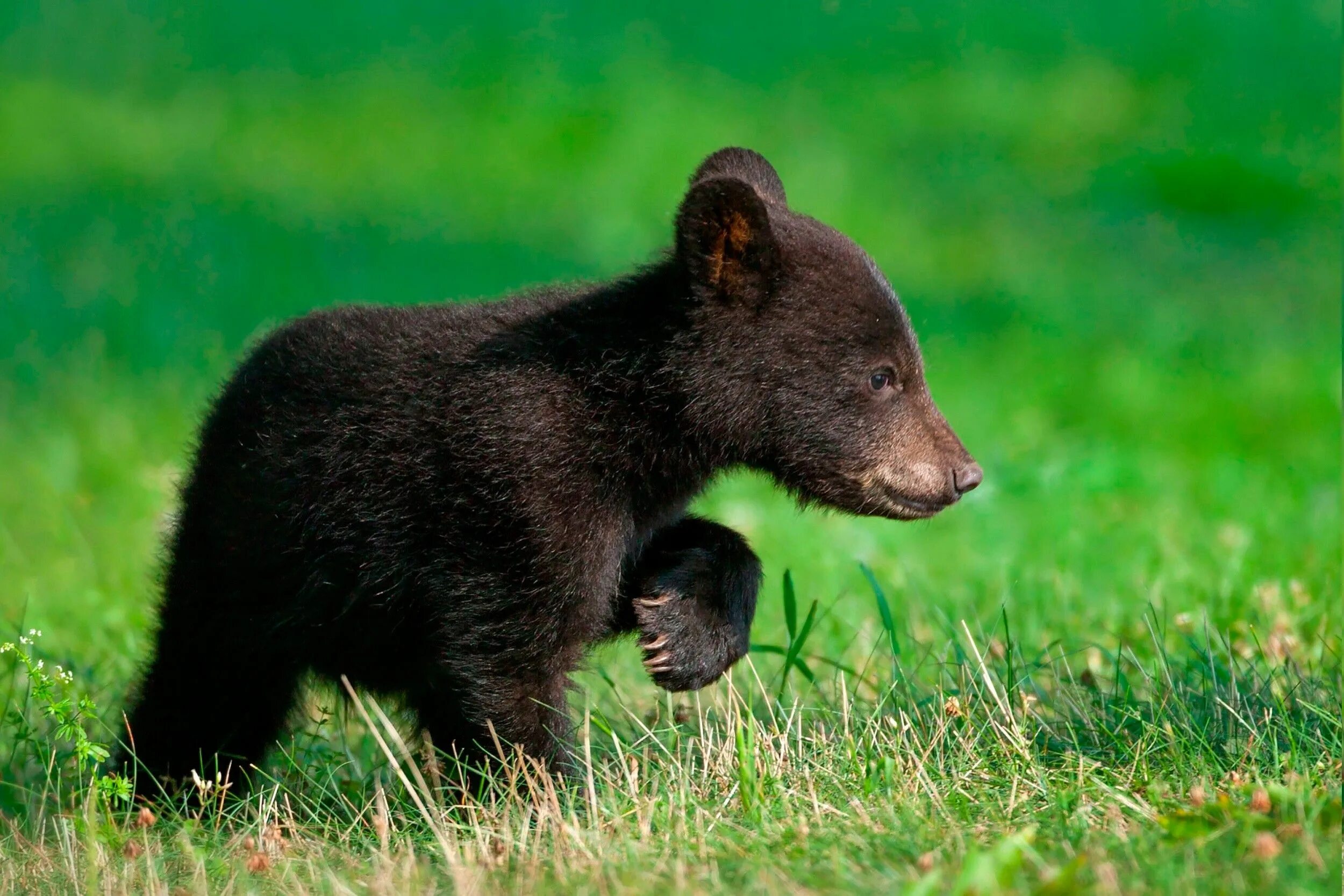 Медвежонок фото животного Download hd wallpapers of 275970-animals, Bears. Free download High Quality and 