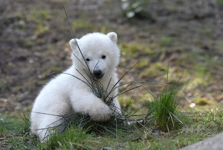 Медвежонок фото животного One of the16-weeks-old polar bear twins plays in his enclosure in the zoo in Mun