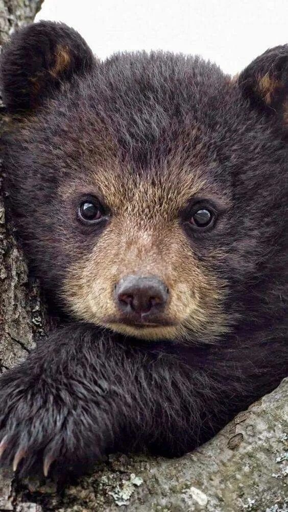 Медвежонок фото животного Пин от пользователя Denise Crapse на доске Just Bears Детеныши животных, Милые д