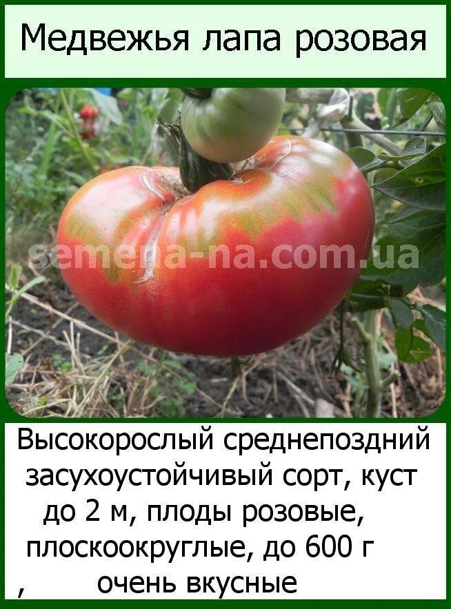 Медвежья лапа томат описание фото отзывы Томат медвежья лапа отзывы фото - DelaDom.ru