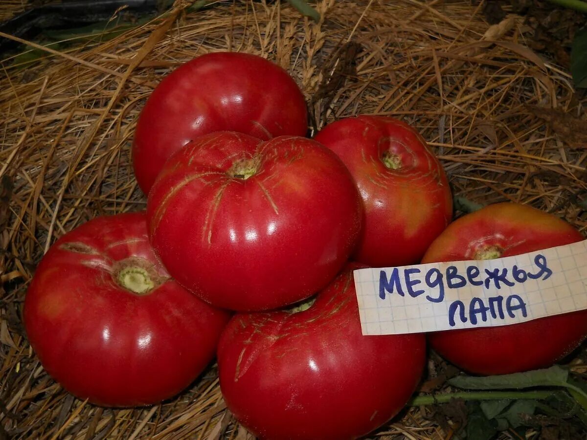 Медвежья лапа томат описание фото отзывы Самые сладкие сорта томатов которые мне доводилось выращивать Моя успешная дача 