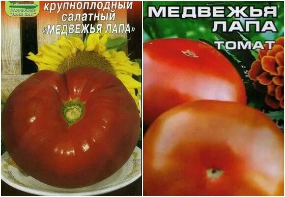 Медвежья лапа томат описание фото отзывы Пин от пользователя Новость дня на доске Уютный дом dikovin-ka.ru
