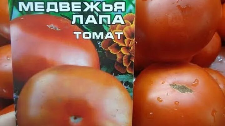 Медвежья лапа томат описание фото отзывы Смотрите видео "УРОЖАЙНЫЙ ТОМАТ МЕДВЕЖЬЯ ЛАПА НЕ ВЫДЕРЖИВАЕТ ТЯЖЕСТИ СВОИХ ПЛОДО