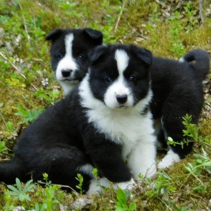 Медвежья собака фото Pin on Border collies Border collie puppies, Collie puppies, Puppies