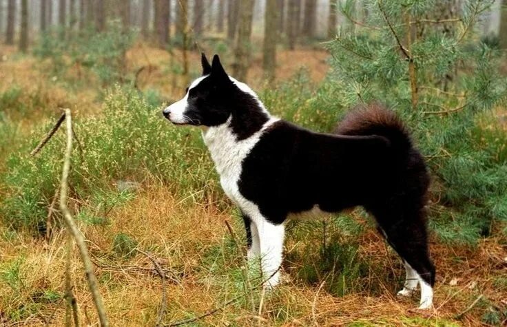 Медвежья собака фото Karelische Berenhond