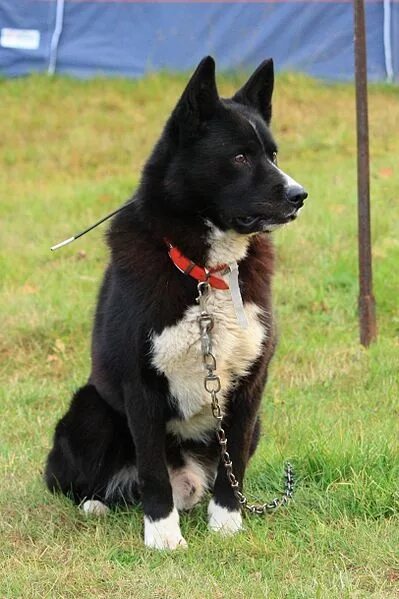 Медвежья собака фото KARELIAN BEAR DOG*KARELIAN BEARHOUND