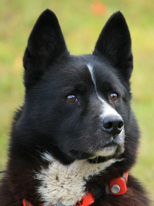 Медвежья собака фото Karelian Bear Dog Breed Information and Pictures - PetGuide Karelian bear dog, B