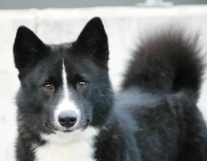 Медвежья собака фото Karelian bear dog by SaNNaS.deviantart.com on @DeviantArt Service dogs breeds, K