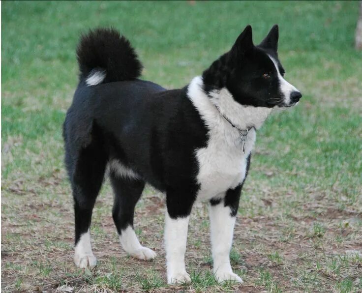 Медвежья собака фото Karelian Bear Dog Собаки, Милые собаки, Аляскинский маламут