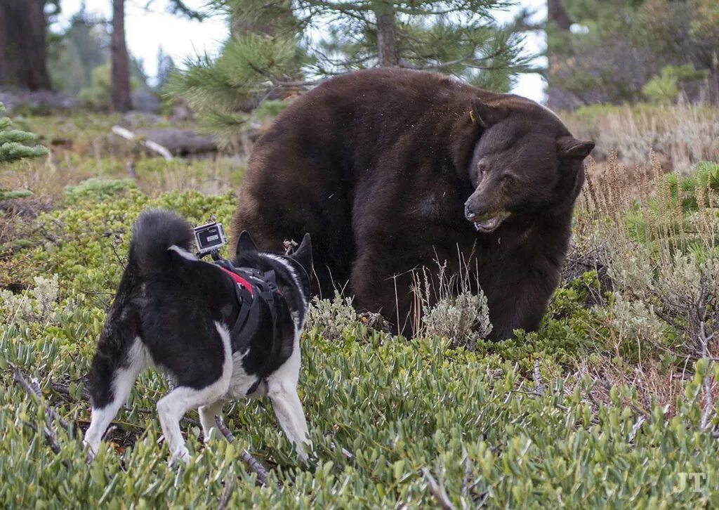 Медвежья собака фото Can Karelian Bear Dogs be used to deal with human-wildlife conflicts in the Taho