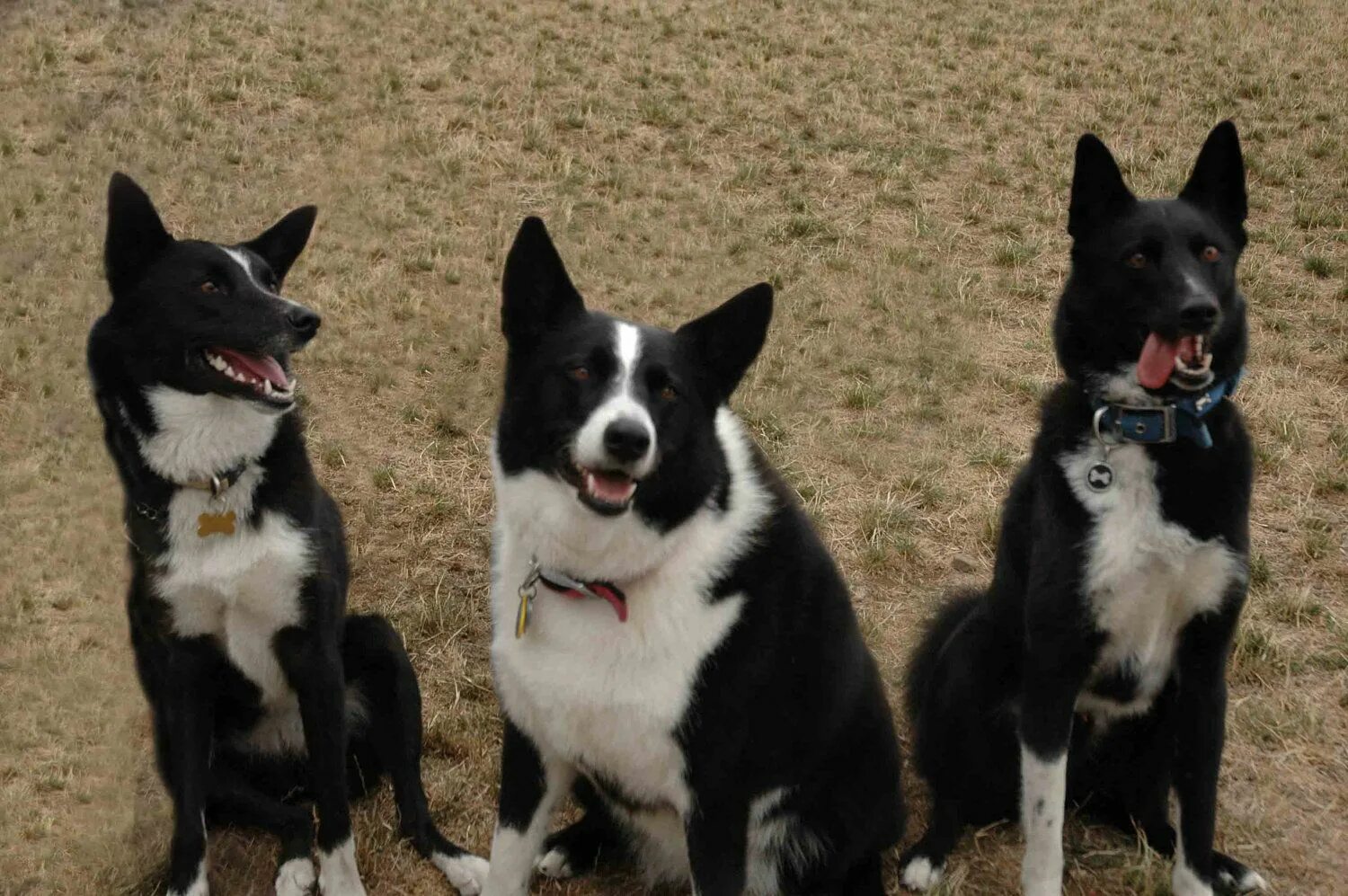 Медвежья собака фото Karelian Bear Dogs Karelian bear dog, Bear dog, Dog photos