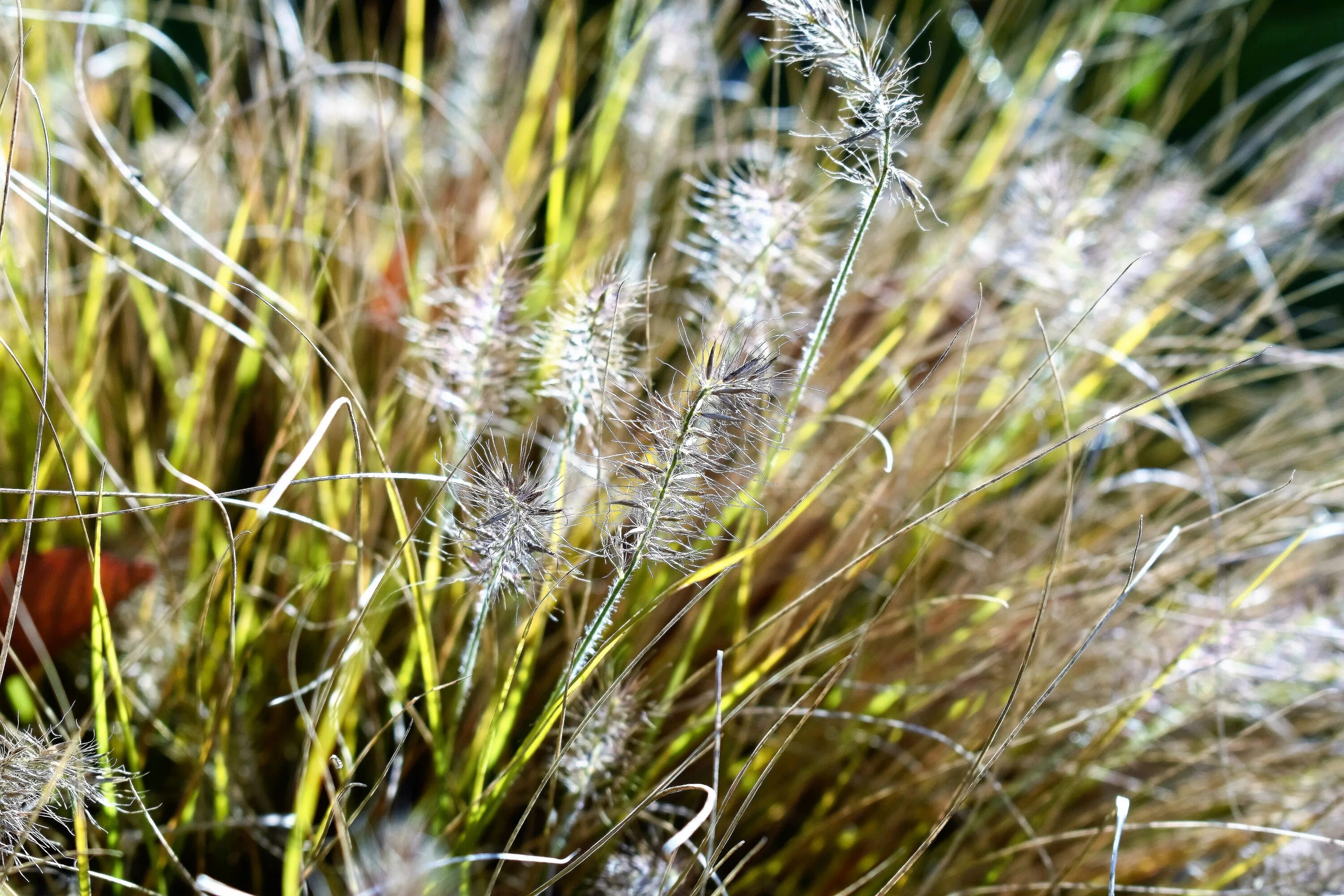 Медвежья трава фото Free Images : nature, lawn, meadow, prairie, flower, wildlife, green, crop, bota