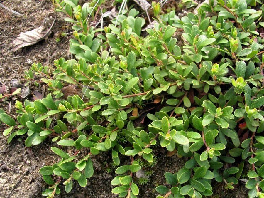 Медвежья трава фото Arctostaphylos uva-ursi - Image of an specimen - Plantarium