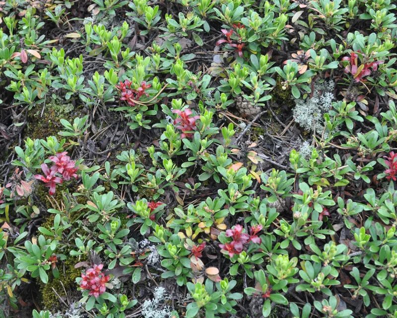 Медвежья трава фото Arctostaphylos uva-ursi - Image of an specimen - Plantarium