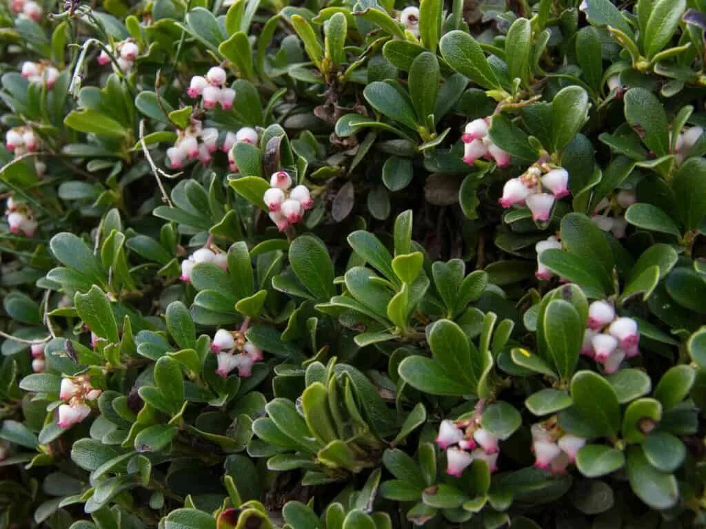Медвежья трава фото Pin on arbors and landscaping