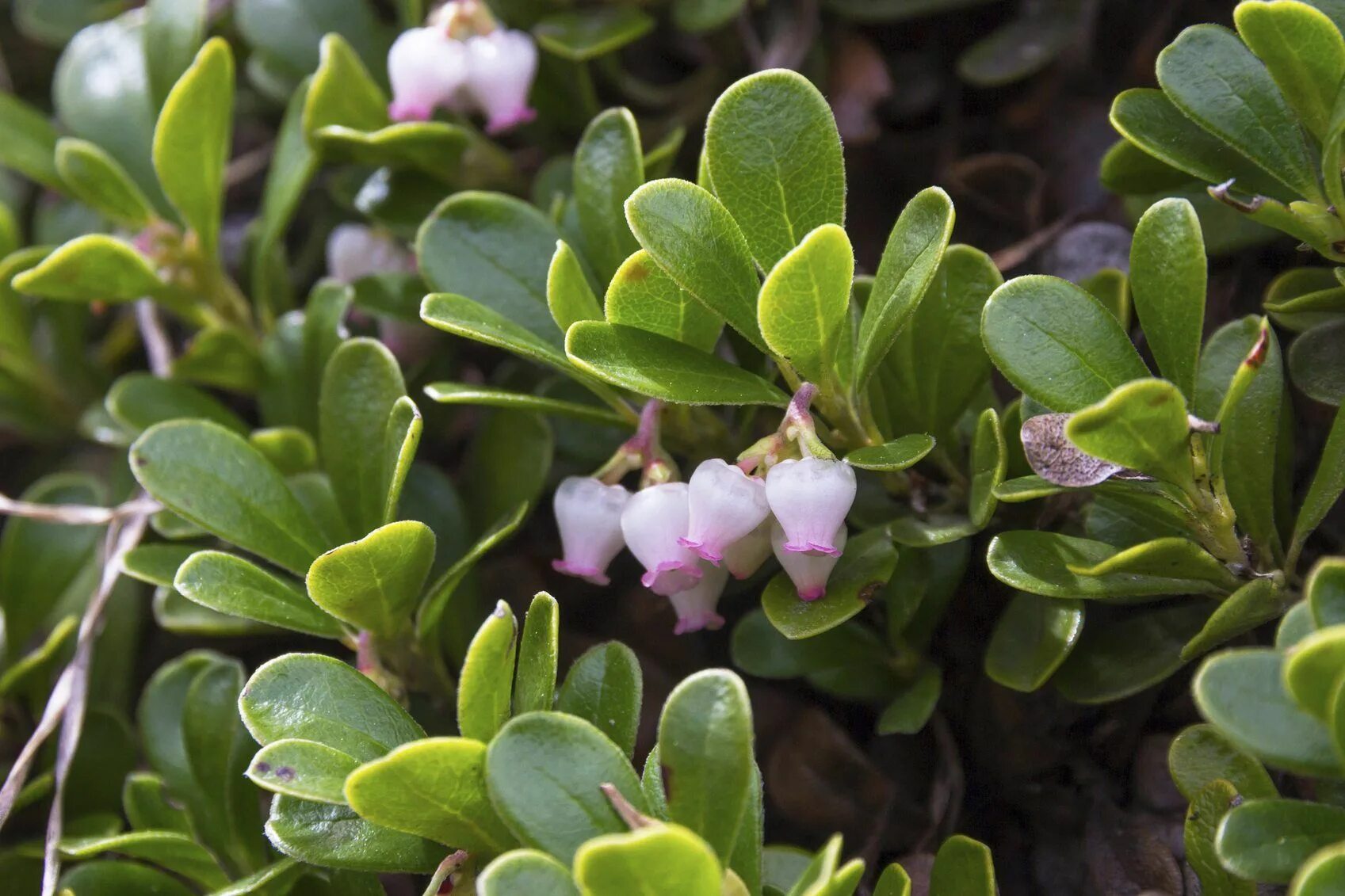 Медвежья трава фото Zone 4 Evergreen Shrubs - Growing Evergreen Shrubs In Cold Climates Evergreen gr