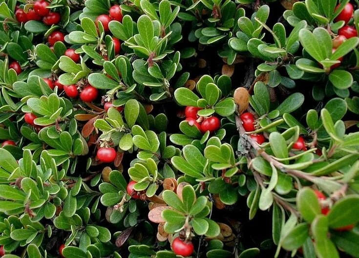 Медвежья трава фото File:Arctostaphylos-uva-ursi.JPG Medicinal plants, Native plants, Ground cover