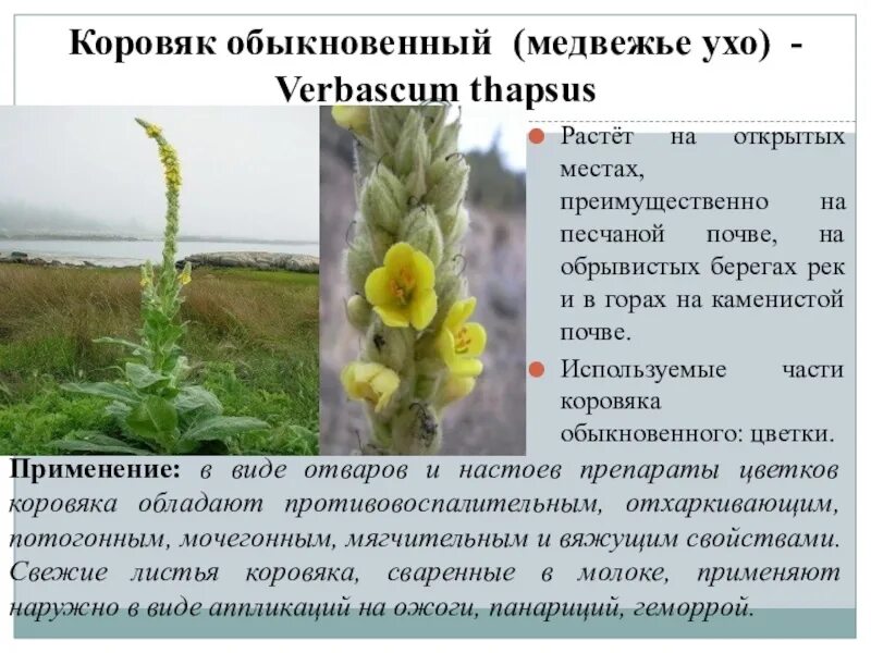 Медвежья трава фото и описание Трава КОРОВЯК .масса 50г. Алтай РАЗНОТРАВЬЕ Коровяк метельчатый включают в соста