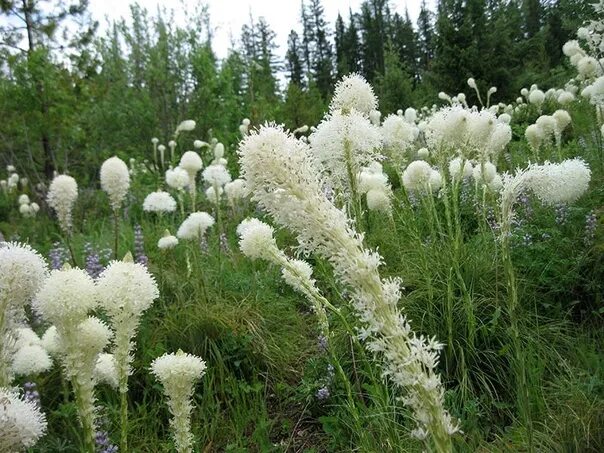 Медвежья трава фото и описание Медвежья трава или Xerophyllum tenax - североамериканское многолетнее травянисто
