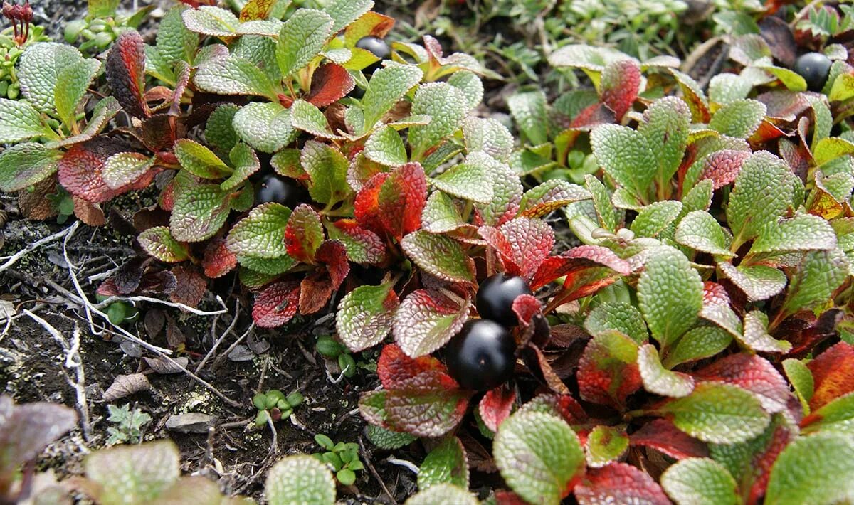 Медвежья трава фото и описание Arctous alpina - Image of an specimen - Plantarium