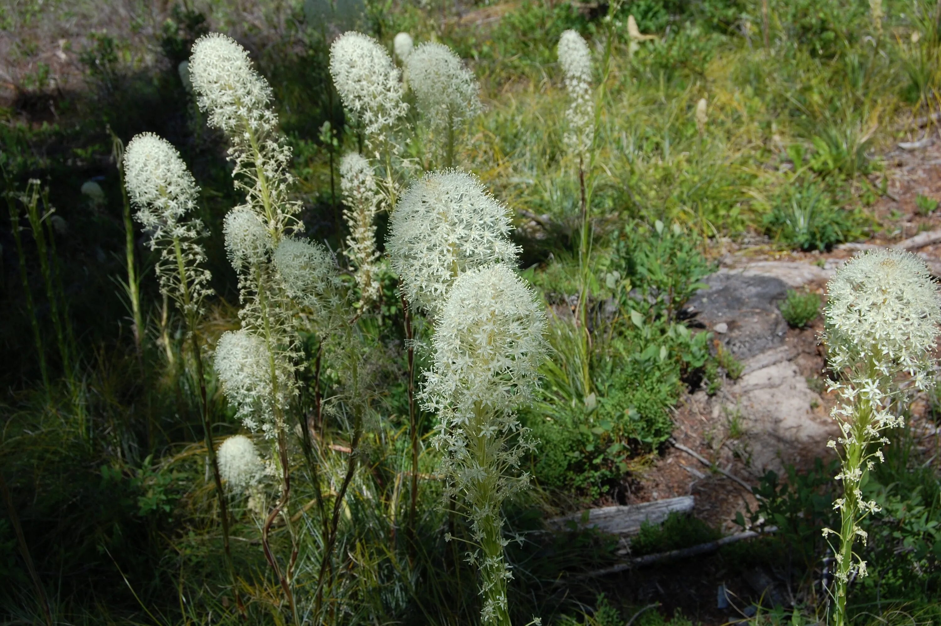 Медвежья трава фото и описание White fluffy flowers among the green grass free image download