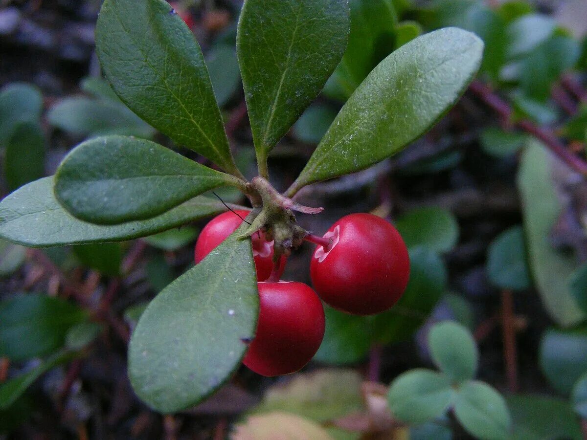 Медвежья трава фото и описание File:Common bearberry ("Kinnikinnick", Arctostaphylos uva-ursi) - fruits and lea