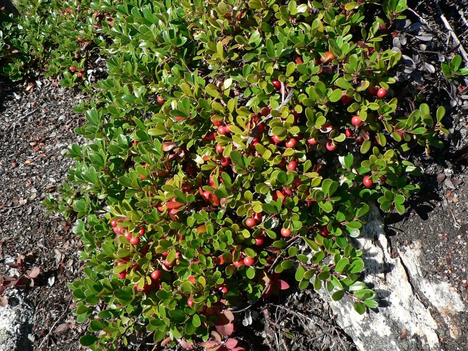 Медвежья трава фото и описание Bearberry Edible Fruit, Ground Cover, Evergreen Britannica