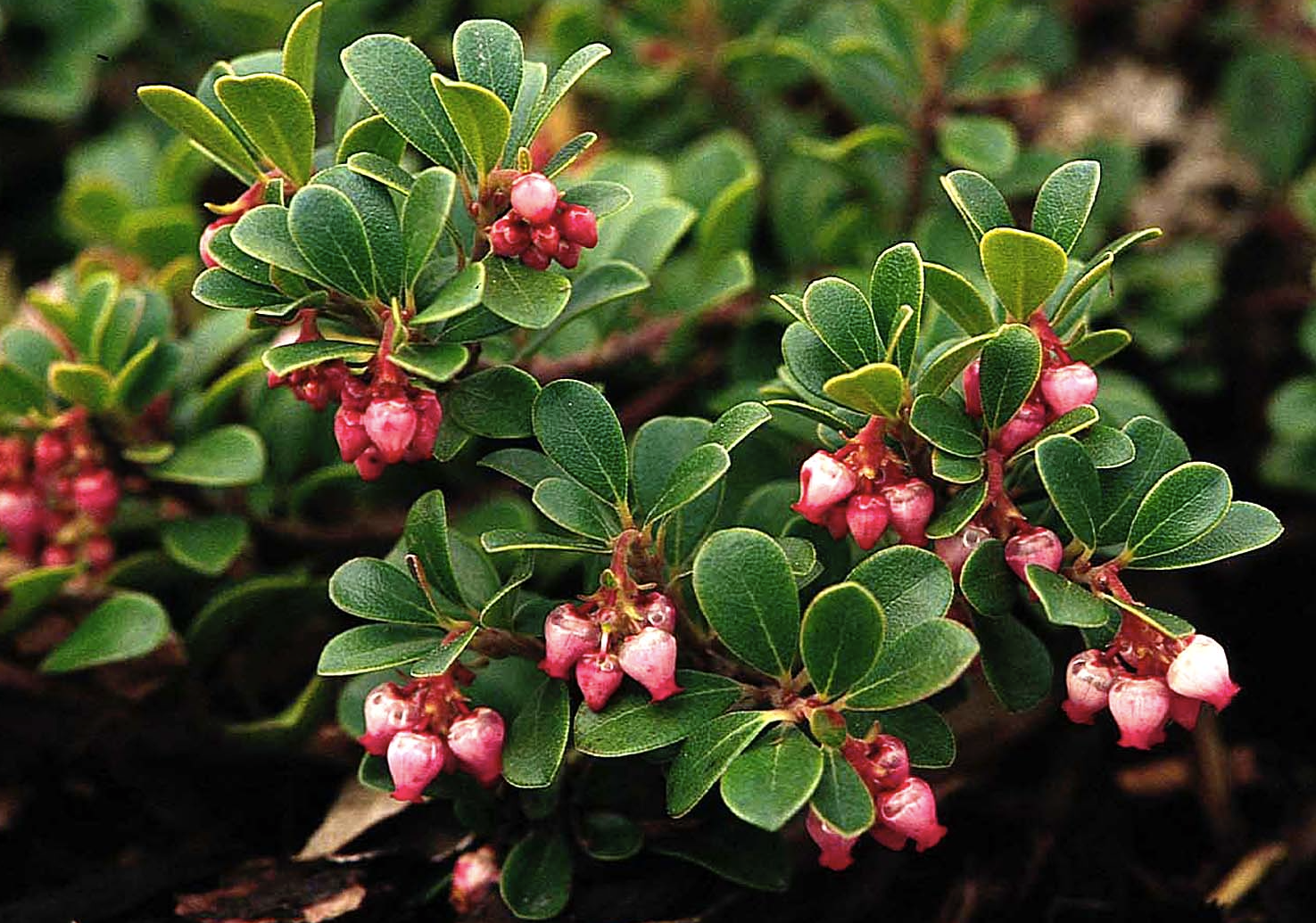 Медвежья трава фото и описание Arctostaphylos uva-ursi is a prostrate evergreen ground cover. Prefers part shad
