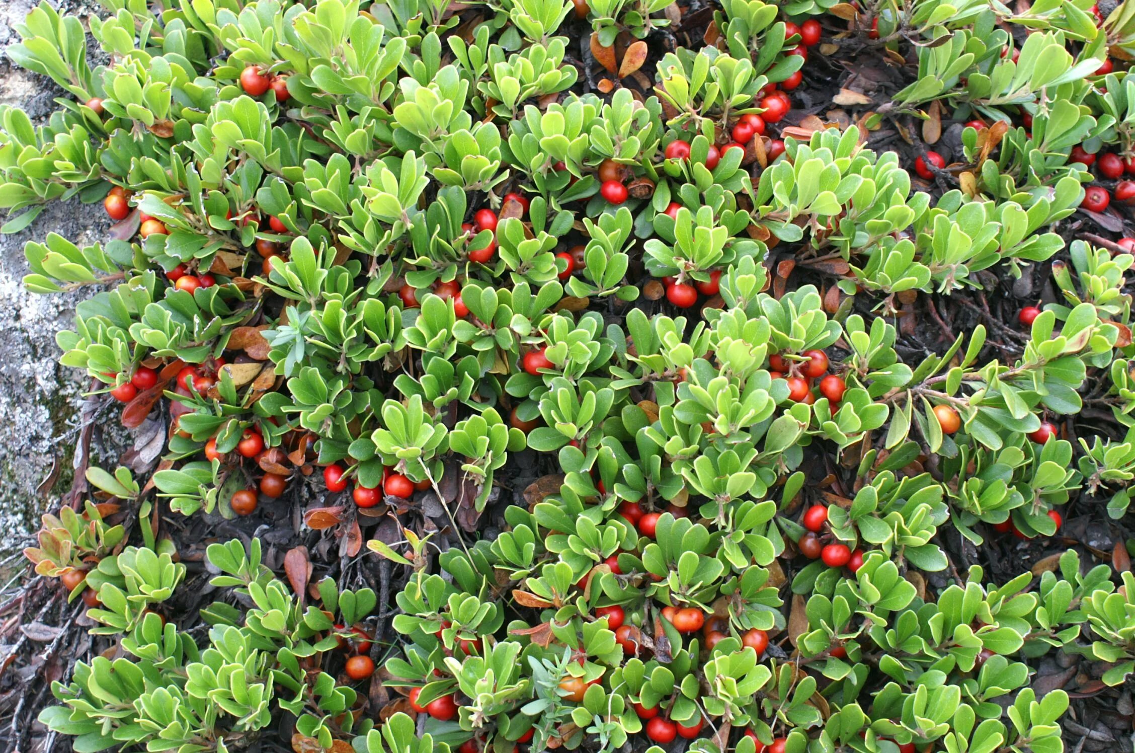 Медвежья трава фото и описание Kinnikinnick Ground cover, Herbalism, Medicinal herbs