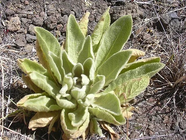 Медвежья трава фото и описание File:Starr 040723-0260 Verbascum thapsus.jpg - Wikipedia