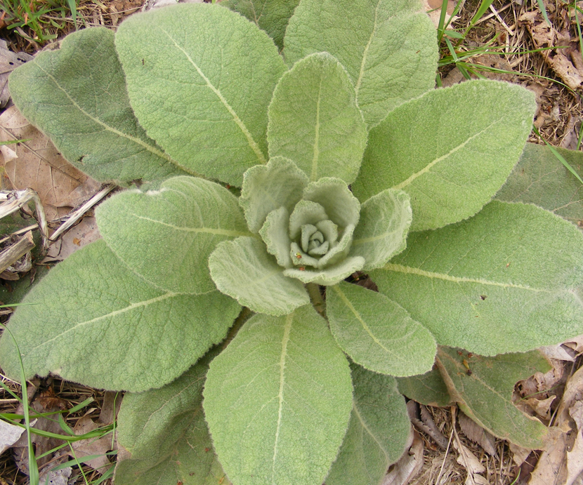 Медвежья трава фото и описание Verbascum nigrum (Black Mullein)