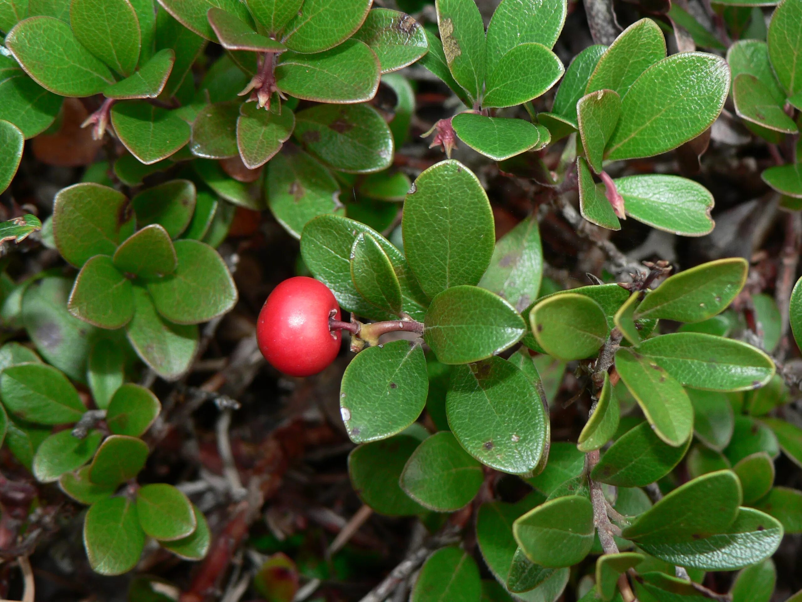 Медвежья трава фото и описание File:Arctostaphylos uva-ursi 28284.JPG - Wikimedia Commons