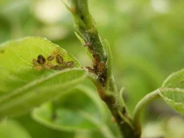 Медяница на груше фото YOUR SAD ATTACKED GORGEOUS HONEY.... Honeysuckle is the name of a pest that live