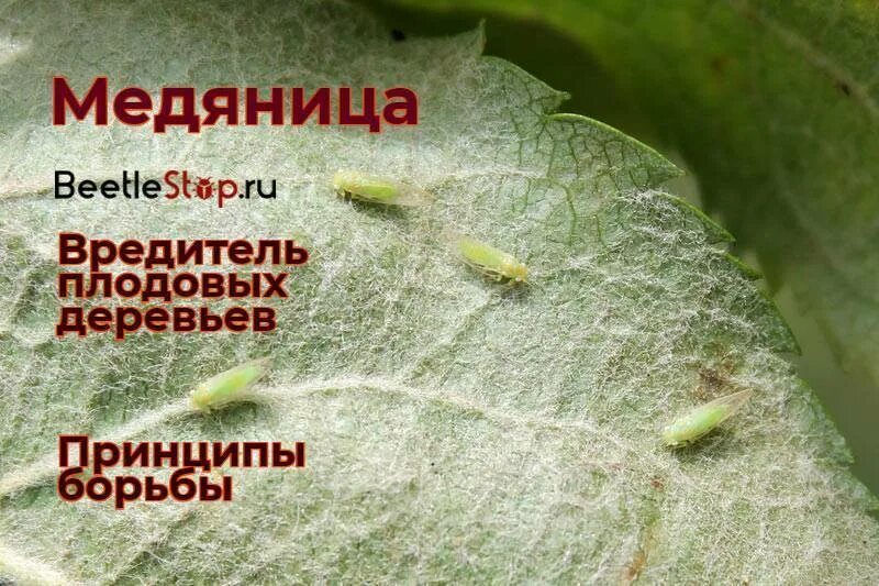 Медяница на груше фото меры борьбы Медяница на груше меры борьбы Фитостудия-63.ру